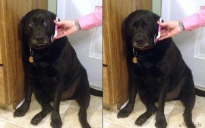 We Dare You Not To Laugh At These Crazy Dog Pictures