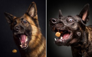 10 Funny Expressions Of Dogs Catching A Treat