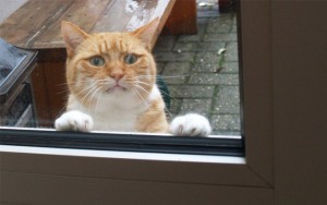 10 Times Indoor Cats Went Outside