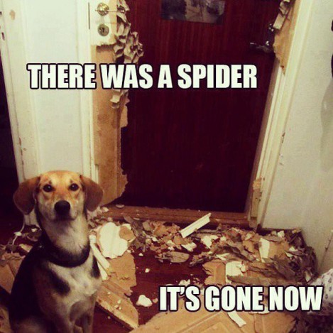 There Was a Spider