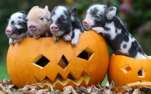 11 Signs You Might Be Obsessed With Halloween