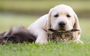 10 Photos Of Adorable Friendship Between Cats And Dogs