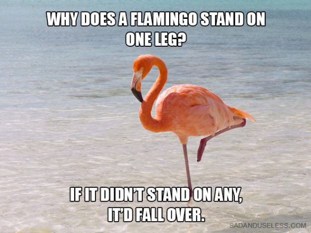 Flamingo