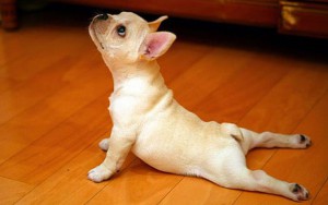 10 Adorable Pictures Of Animals Doing Yoga Poses