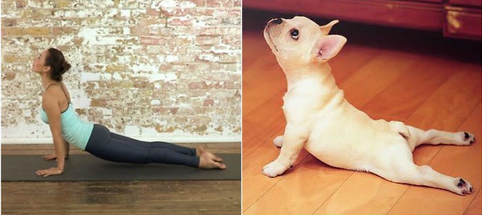 Upward Facing Dog