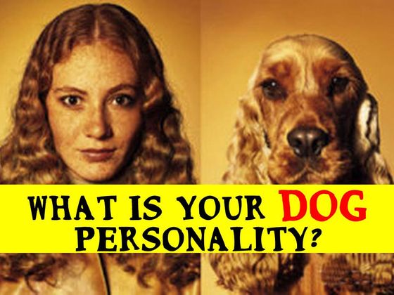 What Is Your Dog Personality?