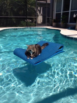 This cat remembered that she hates water