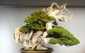 10 Times When Bonsai Trees Couldn't Be Better