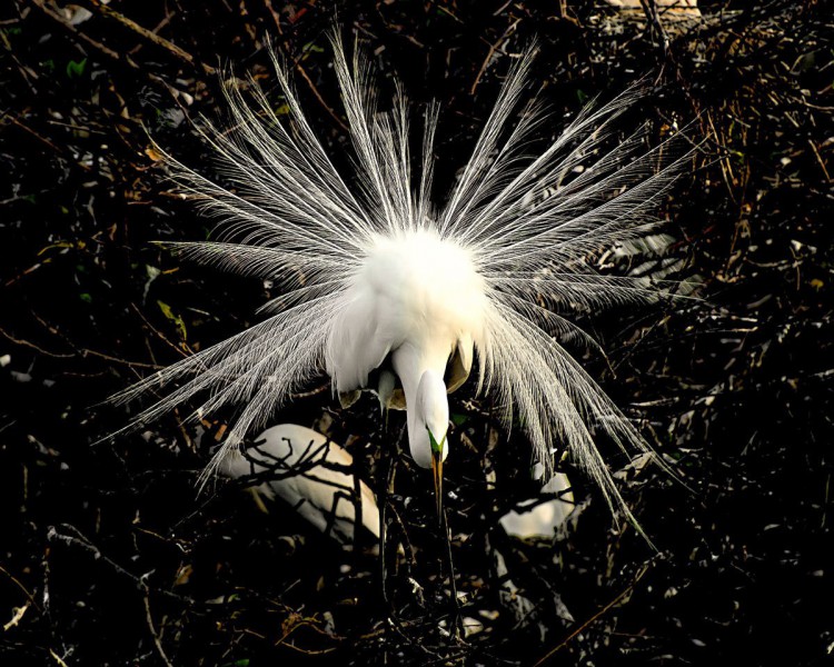 #3 Great Egret in Breeding Colors