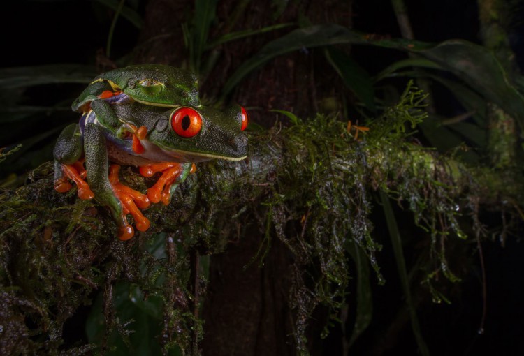 #4 Mating Red-Eyed Tree Frogs