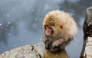 10 Finalists Of The 2016 Smithsonian Photo Contest