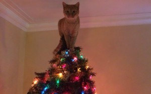 10 Cats Pretending To Be Christmas Tree Decorations