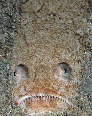 Stargazer Fish (Uranoscopidae)