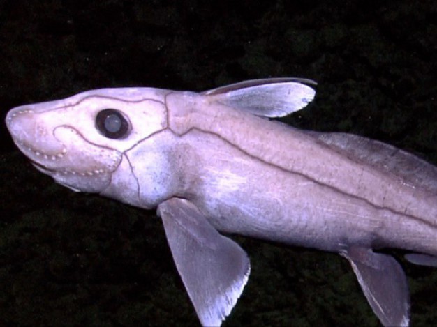 Eastern Pacific Black Ghost Shark