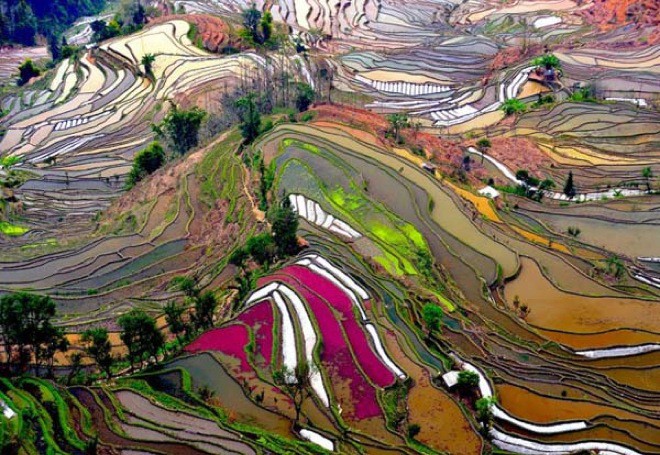 Rice fields, China