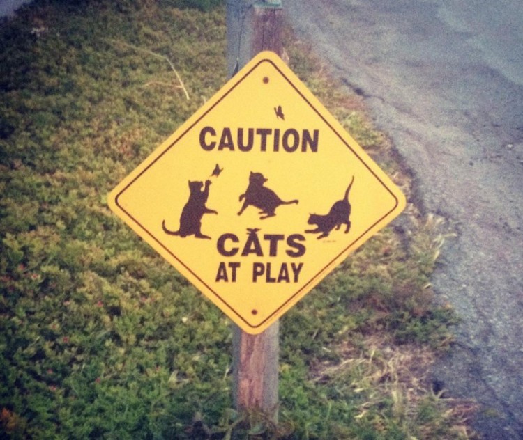 Cat's At Play