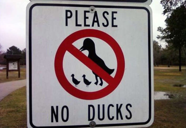 No Ducks