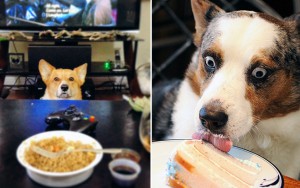 10 Dogs That Really Want Your Dinner