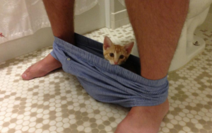 8 Hillarious Cats Who Don't Care About Your Personal Space