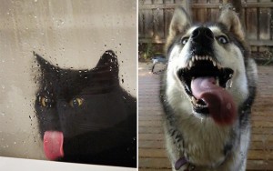 10 Animals Completely In Love With Windows