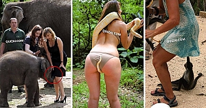 10 Times When Animals Proved To Be As Naughty As Some Humans