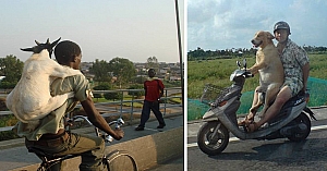 10 Epic Ways To Transport Animals