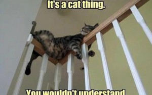 10 Hilarious Examples of Cat Logic