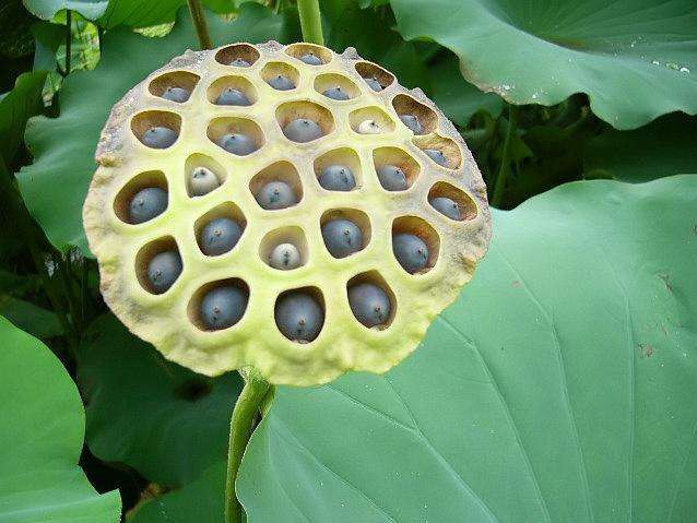 Trypophobia - Fear Of Holes