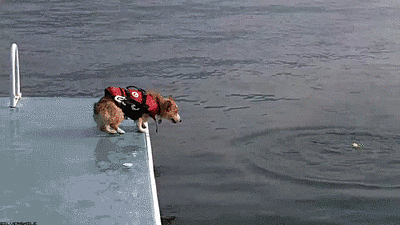 The Puppy That's a Superb Diver