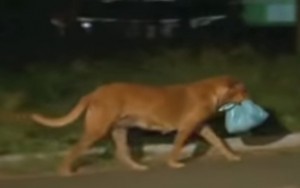 This Special Dog Walks 8 Miles Every Night And The Reason Why Is Absolutely Incredible