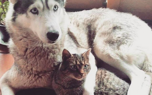 10 Pictures Of Cats and Dogs Who Buried The Hatchet Just In Time For The Holidays