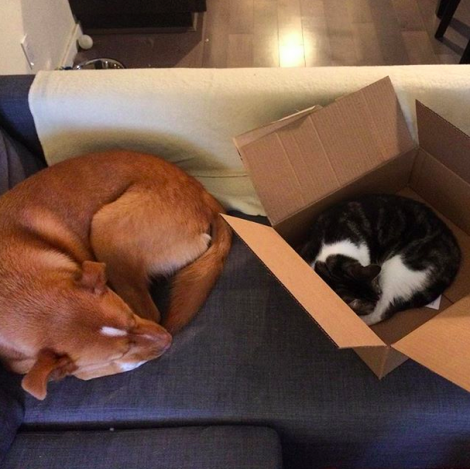 Box vs Sofa