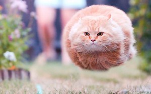 10 Purrrrfectly Timed Photos Of Cats