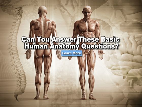 Can You Answer These Basic Human Anatomy Questions?