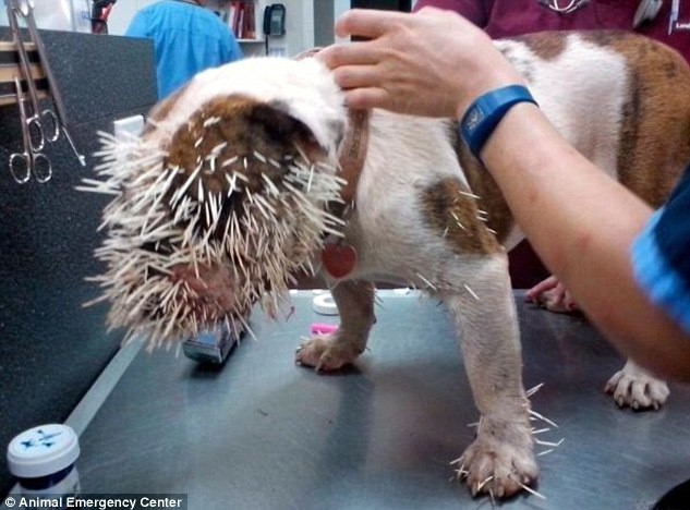 This dog has been playing with the porcupine again. 