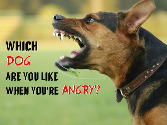 Which Dog Are You Like When You're Angry?