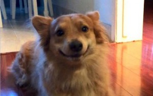 7 Adorable Proofs That Dogs Do Smile