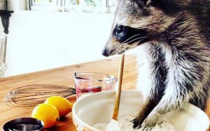 10 Cute Times Animals Were Having An Identity Crisis