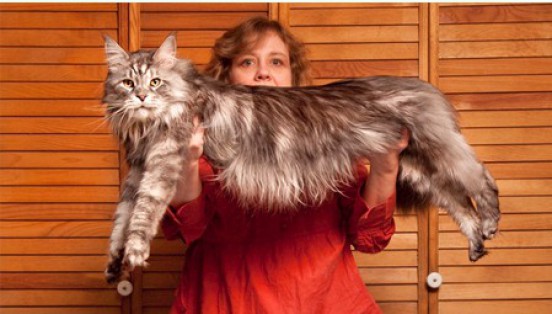 Stewie: A 48.5-Inch Cat