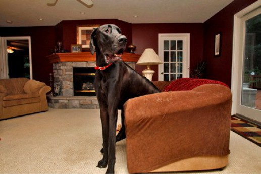 Zeus: A 44-Inch-Tall Dog