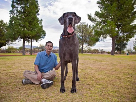 Giant George: A 43-Inch-Tall Dog