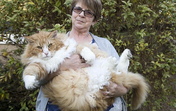 Ulric: A 30-Pound Cat