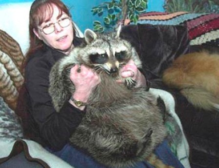 Bandit: A 75-Pound Raccoon