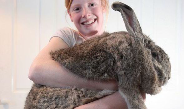 Ralph: A 55-Pound Rabbit