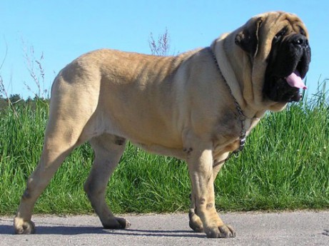 Zorba: A 343-Pound Dog