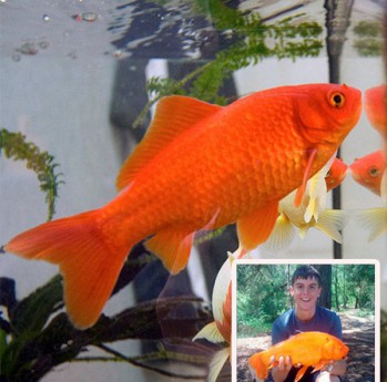 Goldie: A 15-Inch Goldfish