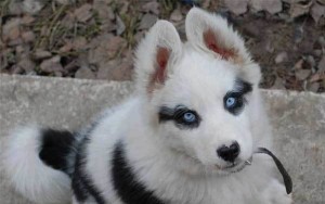 10 Photos Of Dogs With Unusual Yet Very Beautiful Markings