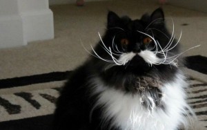 10 Cats Born With Perfect Mustaches
