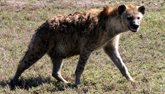 Hyena