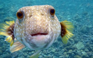 The 10 Most Dangerous Animals On The Planet